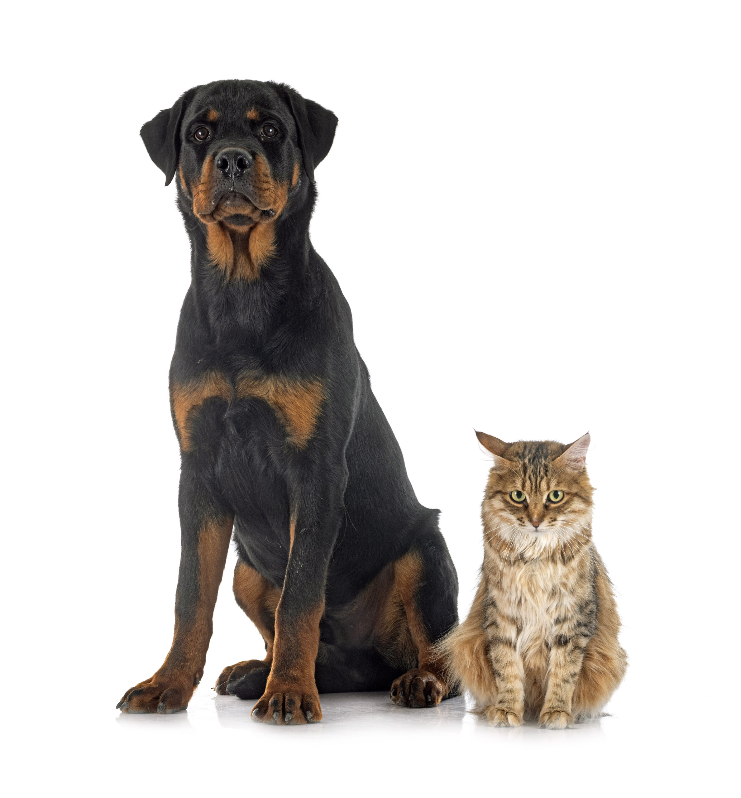 Kurilian Bobtail and rottweiler